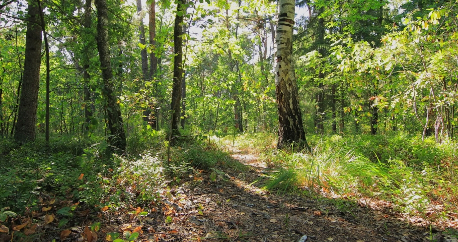 forest with path and bright sun shining through the trees.