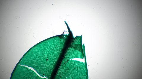 Funaria Leaf Consisting Green Cells Filmed Stock Footage Video (100% ...