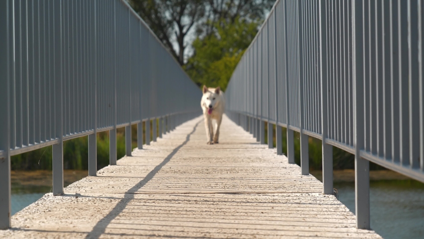 Slow Motion White dog running across the bridge over the lake Royalty-Free Stock Footage #1094164265