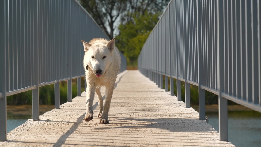 Slow Motion White dog running across the bridge over the lake | Shutterstock HD Video #1094164265