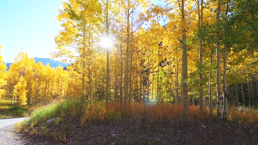 Maroon Bells morning sunrise slow motion with handheld panning pov of forest road path of golden trees in Aspen, Colorado USA in rocky mountains and autumn yellow foliage with sun flare