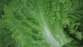 Leaves of fresh green lettuce. The concept of healthy eating. High quality Full HD footage.