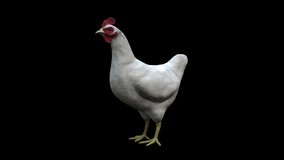 Chicken Idle Loop animation.Full HD 1920×1080.6 Second Long.Transparent Alpha video.LOOP.