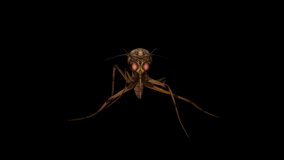 Mosquito Walk Front View animation.Full HD 1920×1080.7 Second Long.Transparent Alpha video.LOOP.