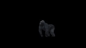 Gorilla Pounding high realistic 3d animation. Full HD.With Alpha channel.Loop. - Powered by Shutterstock - Get 15% off with code: PIKWIZARD15