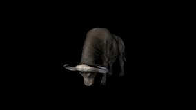 Buffalo Eat Front animation.Full HD 1920×1080.4 Second Long.Transparent Alpha video.LOOP.