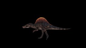 Dinosaur Spinosaurus Run Full HD 1920×1080.6 Second Long.Transparent Alpha video.LOOP.