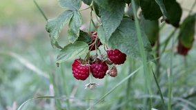 Berries of beauty red sweet and tasty raspberries sour on branches in garden on green background