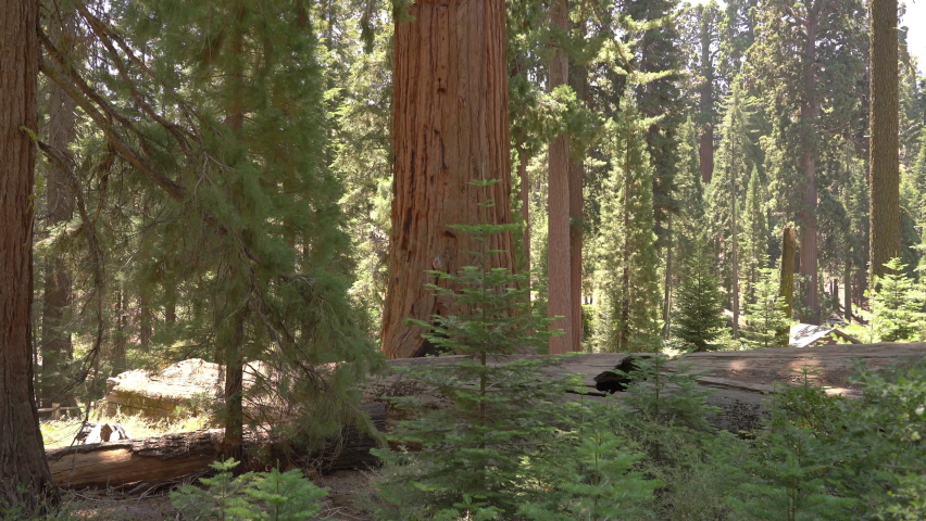 Sequoia Forest Fallen Monarch in General Grant Grove Kings Canyon National Park California USA