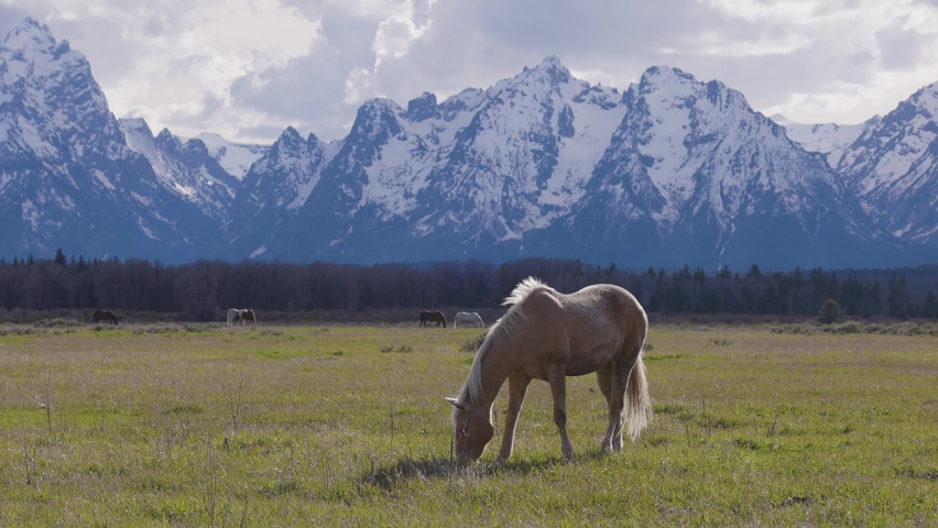 Wild Horse on a green grass field with American Mountain Landscape in Background. Grand Teton National Park, Wyoming, United States of America. Slow Motion
