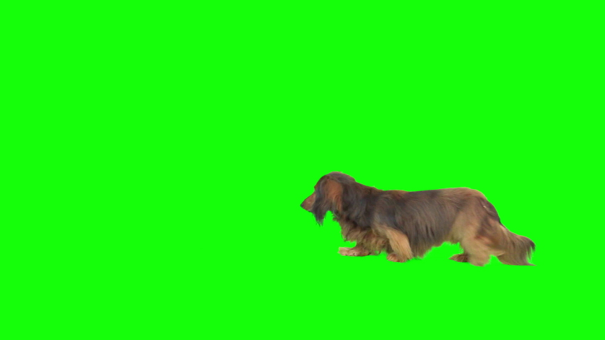 4K small dachshund on green screen isolated with chroma key, real shot. Dog slowly walks across the frame from left to right and from right to left
