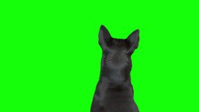 4k black and white mixed breed dog on green screen isolated with chroma key. Dog sitting down, facing backward, and looking up