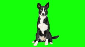 4k black and white mixed breed dog on green screen isolated with chroma key. Dog sitting down and looking around
