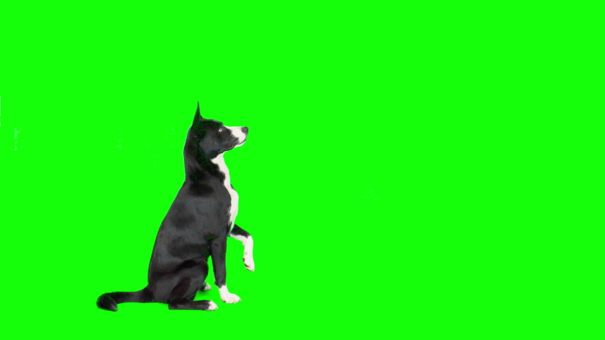 4K black and white mixed breed dog on green screen isolated with chroma key, real shot. Dog slowly walks across the frame from right to left, then walks back from left to right stops, and walks away | Shutterstock HD Video #1094173897