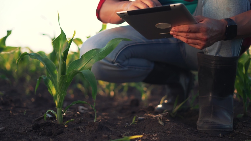 Agriculture. Farmer worker in corn field. Modern digital technologies. Agronomist at the farm. Farmer with tablet in green corn field. Worker works on farm. Concept of agriculture. Business Farm Royalty-Free Stock Footage #1094180177