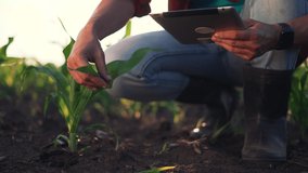 Agriculture. Farmer worker in corn field. Modern digital technologies. Agronomist at the farm. Farmer with tablet in green corn field. Worker works on farm. Concept of agriculture. Business Farm - Powered by Shutterstock - Get 15% off with code: PIKWIZARD15