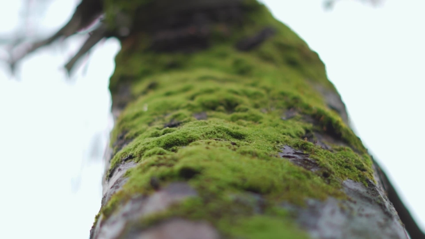 Closeup macro shot of moss on the trunk of a tree in forest during the monsoon season at Manali in Himachal Pradesh, India. Green moss get accumulated on the tree during the monsoon.  | Shutterstock HD Video #1094180757