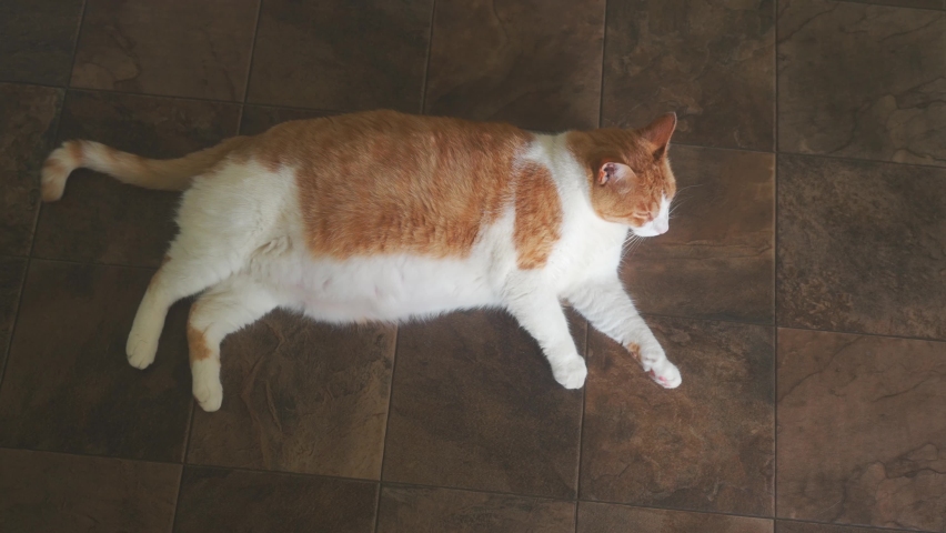 Large pet cat laying on floor inside house