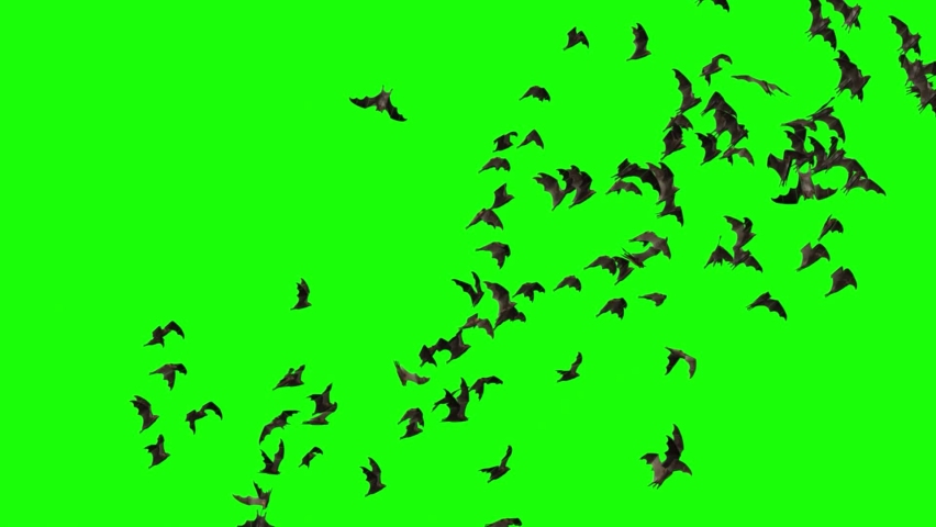 Flying bats. Set of 8. Isolated birds for background. Halloween decoration. Green screen. 23,98 fps Royalty-Free Stock Footage #1094188523