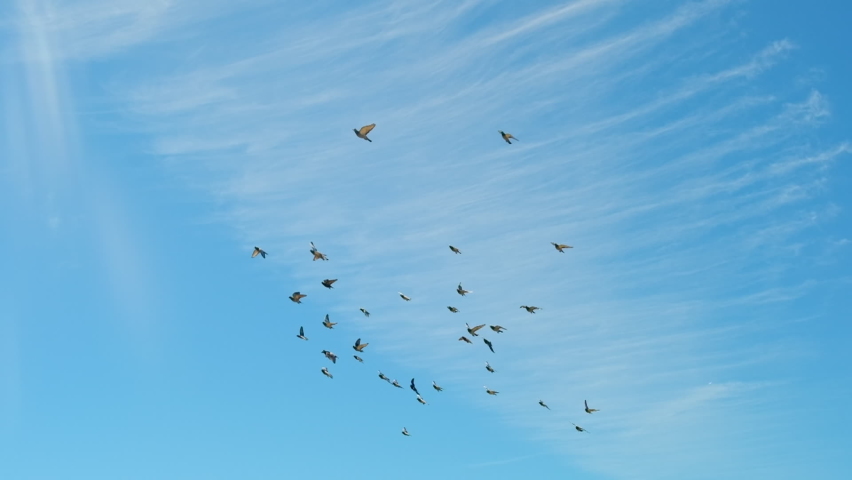 Flock of pigeons flying in the blue sky at sunny day in slow motion. Tracking shot of the group of birds flying in the sky. Free doves in a group circling around. Concept of freedom, hope and peace Royalty-Free Stock Footage #1094188623