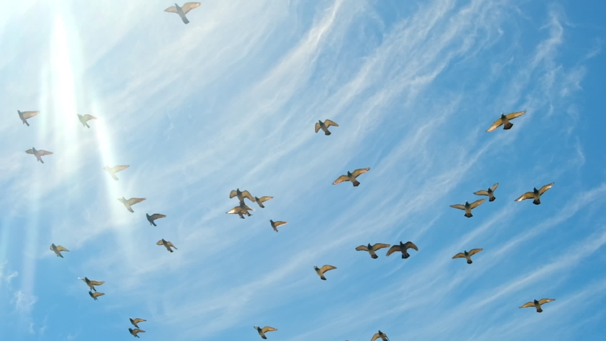 Flock of pigeons flying in the blue sky at sunny day in slow motion. Tracking shot of the group of birds flying in the sky. Free doves in a group circling around. Concept of freedom, hope and peace