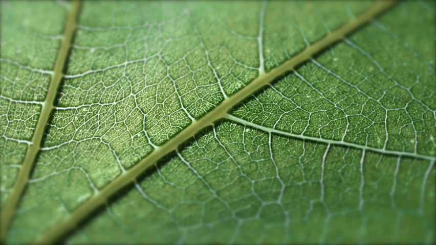 Cell Structure View of Leaf Surface Showing Plant Cells For Education. Leaf in Macro Shot Background. Bright Green Leaves of Plant or Tree With Texture and Pattern Close Up