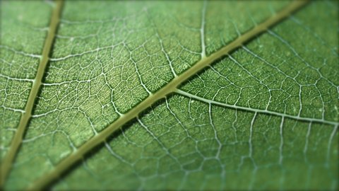 Cell Structure View of Leaf Surface Showing Plant Cells For Education. Leaf in Macro Shot Background. Bright Green Leaves of Plant or Tree With Texture and Pattern Close Up Stock Video
