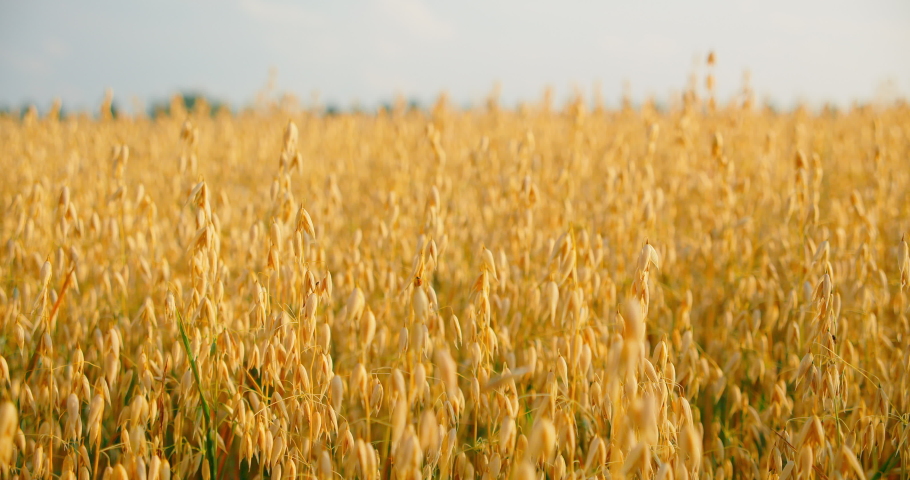 Oat field. Close-up nature landscape. Ripe golden ears swaying in the light wind. The concept of agriculture. Crop is ready for harvesting. Germany. Real time. Blue sky. Scenery. Nobody. | Shutterstock HD Video #1094193299