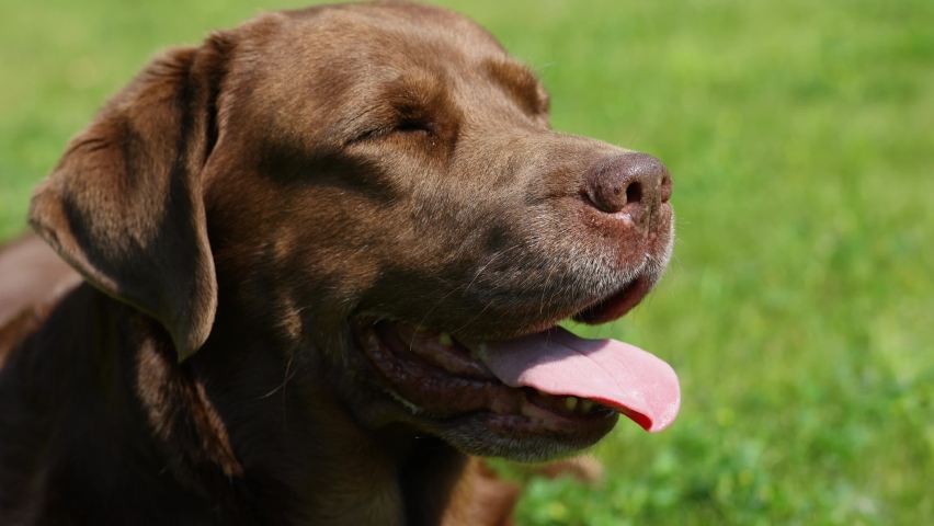 an elderly Labrador dog breathes heavily, deeply, sticking out his tongue. Summer, heat. Tongue sticking out. Slow motion