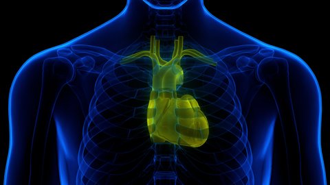 Human Circulatory System Heart Anatomy Animation Stock Footage Video Human Circulatory System Heart Anatomy Animation Stock Footage Video