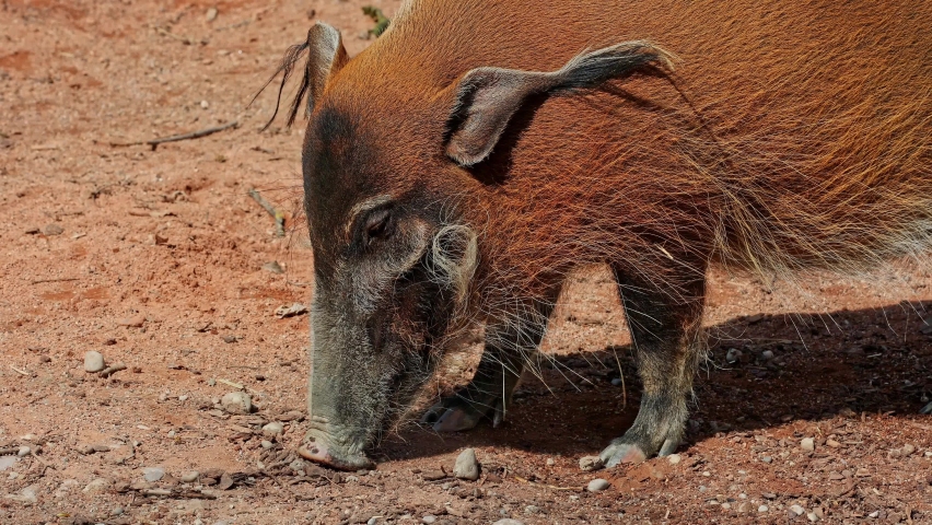 Red river hog, Potamochoerus porcus, also known as the bush pig. This pig has an acute sense of smell to locate food underground.