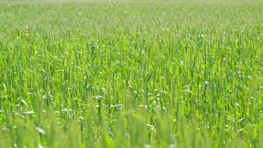 Young wheat ear. Green field of early wheat. Bautiful green wheat field agricultural farm concept. Slow motion.
