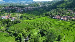 Aerial View of Rice Field Terrace and Rural Area in the Sunrise, Nagreg Bandung, West Java Indonesia, Asia