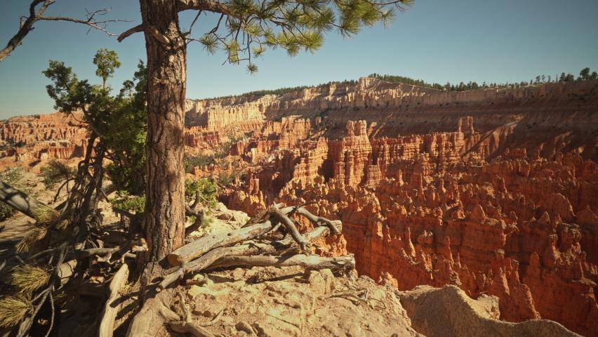 Scenic view of Bryce Canyon from Sunset Point with a prominent tree in the foreground and dramatic red rock formations. Slider left to right
