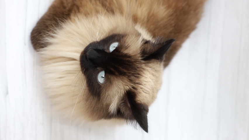 color-point persian or himalayan cat isolated on white background. close-up. vertical video