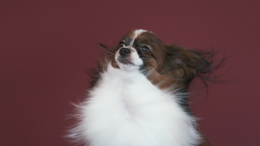 Papillon dog in grooming salon. Dog is enjoying, air pressure from the hair dryer developing its beautiful, long, white, shiny hair. The dog turns its head and raises its ears towards the air flow. Royalty-Free Stock Footage #1094219003