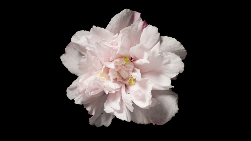 Time-lapse withering pink flower on black background. Time lapse blooming and withering flower texture. Soft color flower from full blossom to withered. Life and death, youth and aging concept Royalty-Free Stock Footage #1094219575