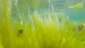 Filamentous algae underwater, algal bloom in the ocean in shallow water, Atlantic, Spain