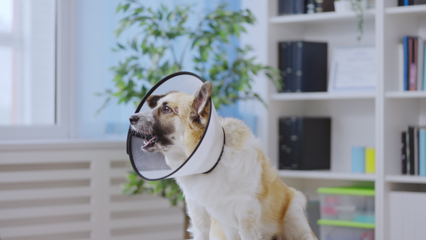 Displeased corgi dog trying to remove vet collar after surgery in animal clinic