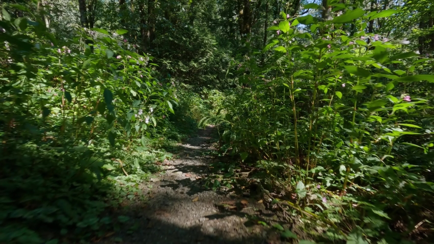Trail hike in the Rain forest with green trees during sunny summer day. Taken in Harrison Hot Springs, British Columbia, Canada.