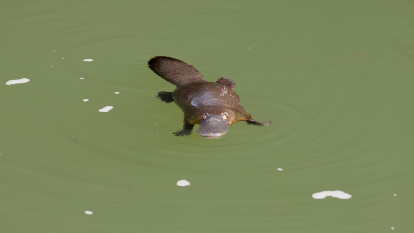 A platypus chews a food item on the surface and then dives in a pool at eungella national park of queensland, australia