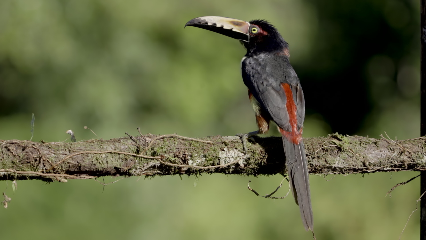 a slow motion close shot of a collared aracari perching on a tree branch in costa rica