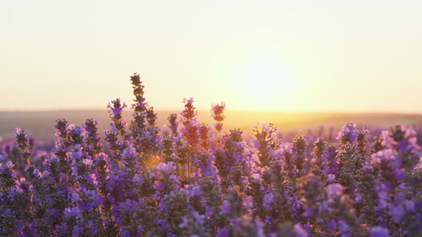 Hand woman tenderly holds lavender flowers flying butterflies summer sunset slow motion slide back. Slide field of large blooming of lavender flowers. Sun's rays are purple plant Relax. Aromatherapy | Shutterstock HD Video #1094243001