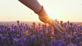 Hand woman tenderly holds lavender flowers flying butterflies summer sunset slow motion slide back. Slide field of large blooming of lavender flowers. Sun's rays are purple plant Relax. Aromatherapy - Powered by Shutterstock - Get 15% off with code: PIKWIZARD15