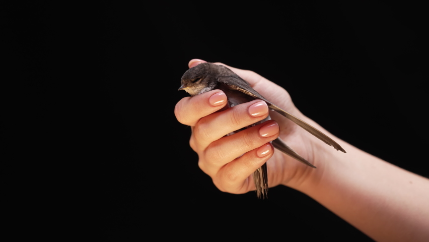 Little barn swallow flies out of womens hands. Hirundo rustica chick spreads wings, teaching to fly on studio background. Close-up view. Ornithology, nature, fauna concept. Royalty-Free Stock Footage #1094243725