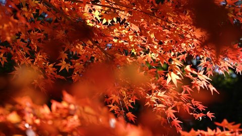 Backlit, 4K video of a tree in fall foliage.の動画素材