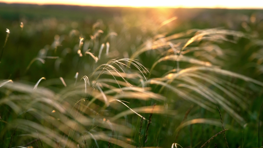 Close-up wheat spikelets on field on beautiful nature sunset andscape on sun rays . Grown rich harvest . Areas of agricultural plant production. Healthy food. Summer season and warm weather on rural.