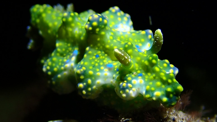 This Jolly Green Giant also known as Miamira sinuata, is a species of vibrant dorid nudibranch, sea slug, and shell-less marine gastropod mollusk belonging to the Chromodorididae family.