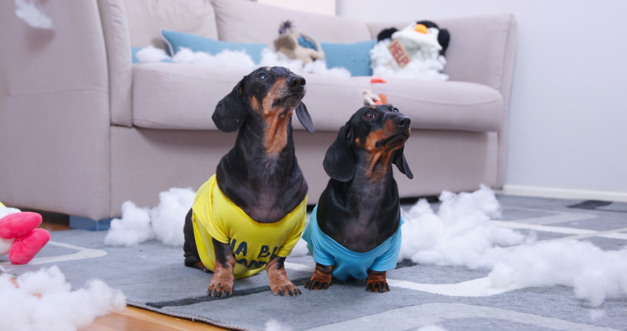 Two dogs are sitting in room where whole floor, sofa are littered with insides from torn toys, rags, filler from them. Dachshunds staged massacre, gutted soft toys and bark, justify themselves owner. Royalty-Free Stock Footage #1094247587