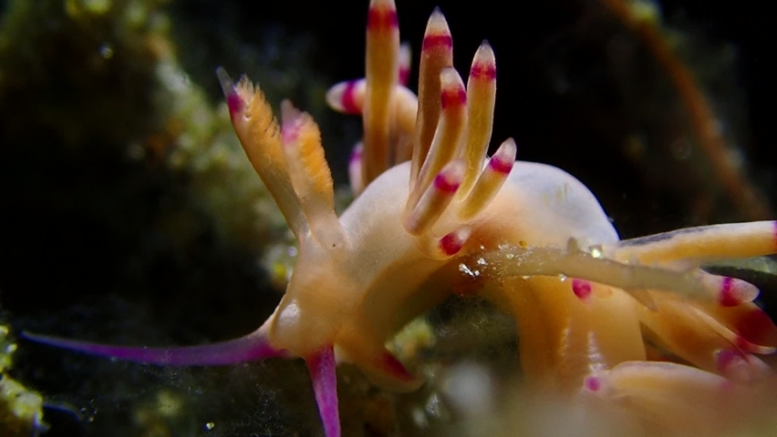 This beautiful Flabellina is a genus of sea slugs, specifically aeolid nudibranchs. These animals are marine gastropod molluscs in the family Flabellinidae. Royalty-Free Stock Footage #1094247863